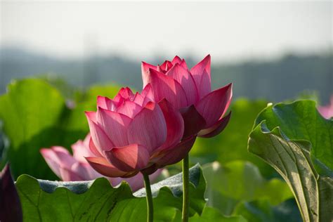 湘潭看荷花在哪裏，荷塘月色下的美景是否能让人忘却尘世的烦恼？